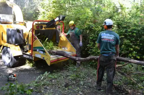 tree services Desert Hills